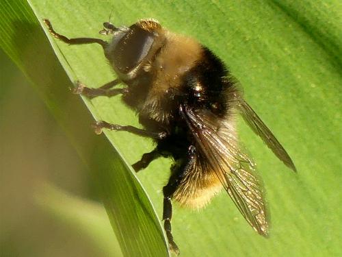 Réf. 226 832 : Merodon equestris
